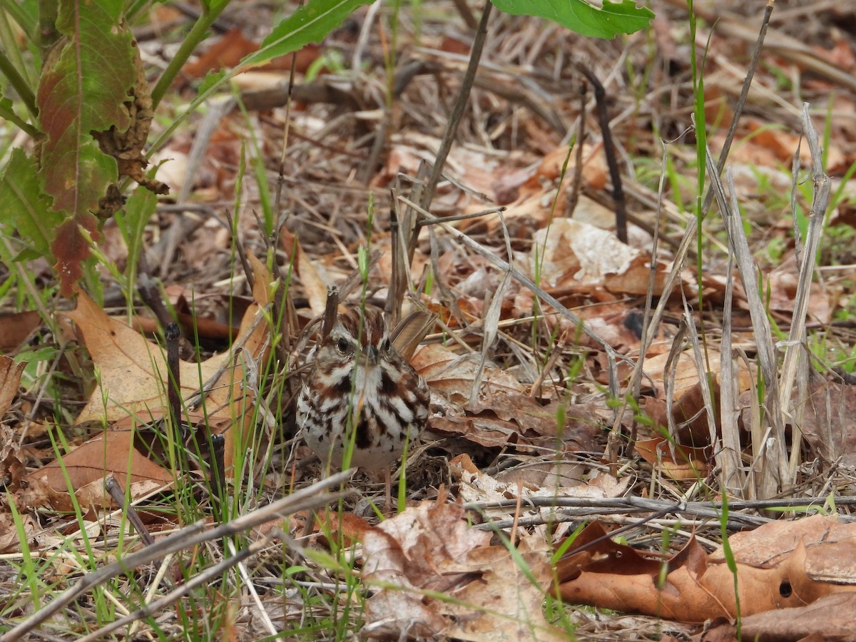 Song Sparrow - ML637440894