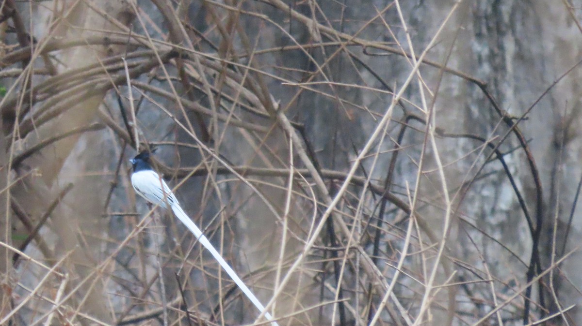 Indian Paradise-Flycatcher - ML637440941