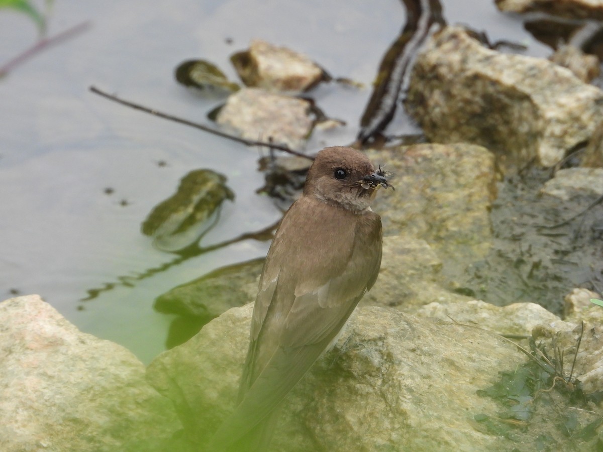 Northern Rough-winged Swallow - ML637440943