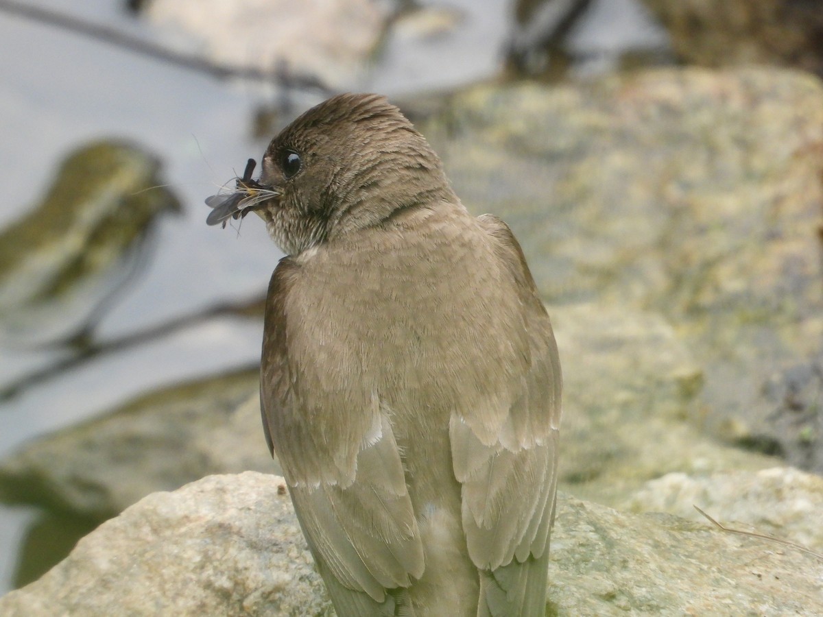 Northern Rough-winged Swallow - ML637440945