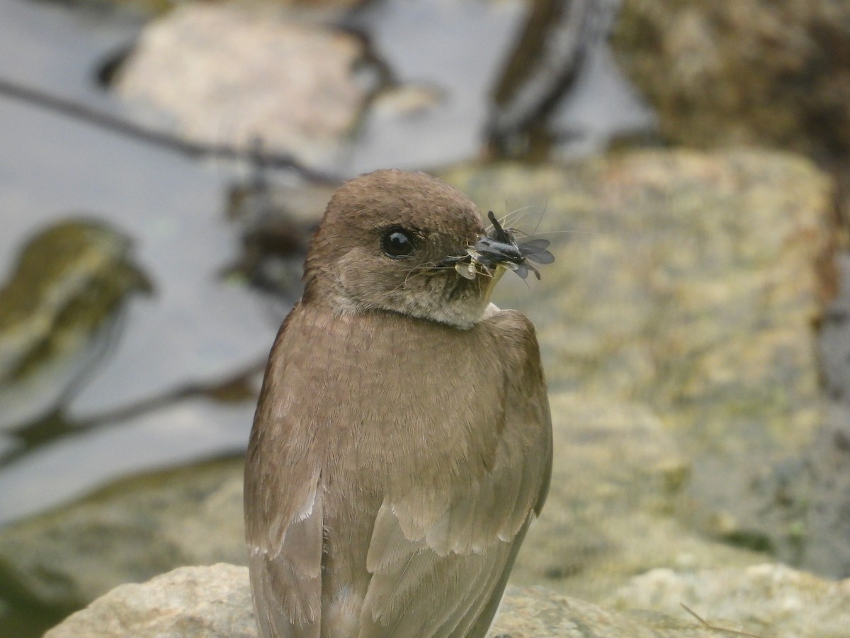Northern Rough-winged Swallow - ML637440946