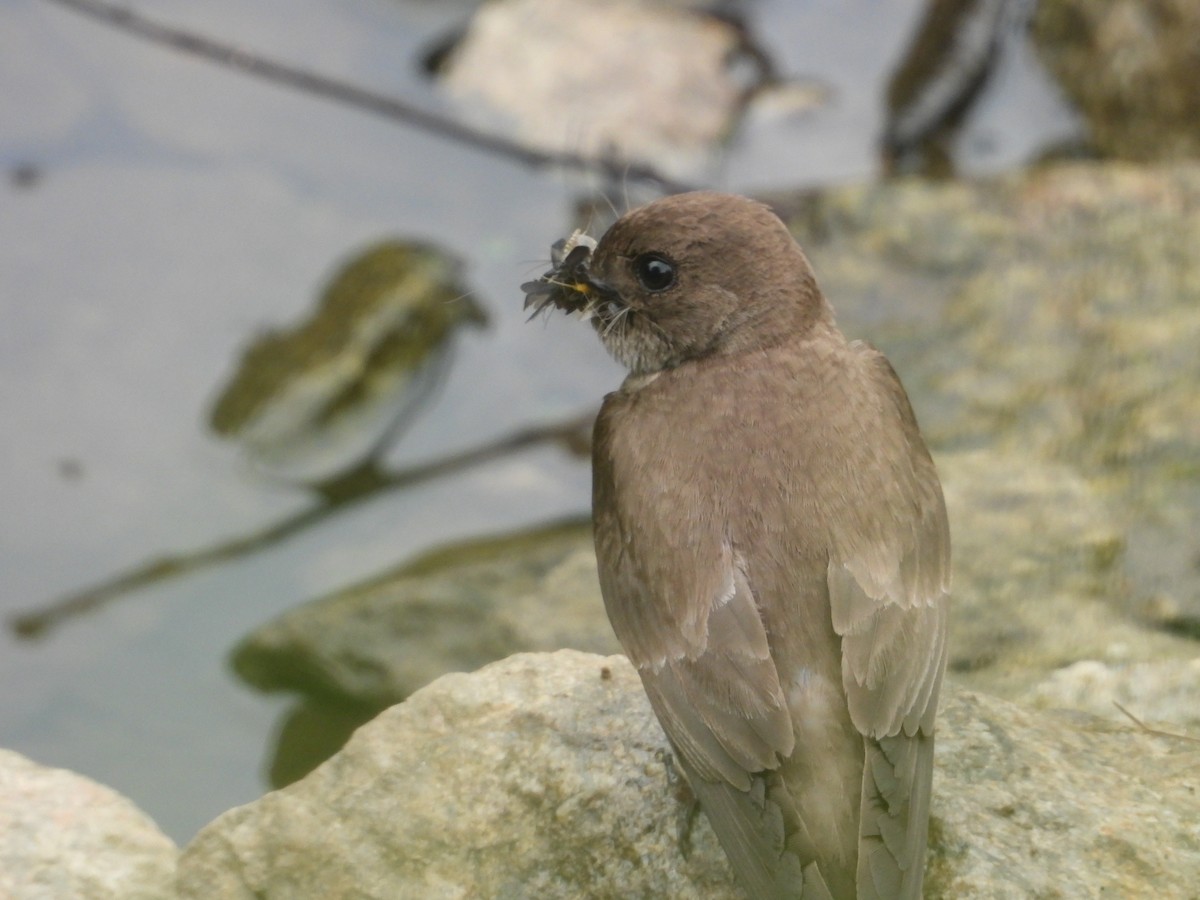 Northern Rough-winged Swallow - ML637440947