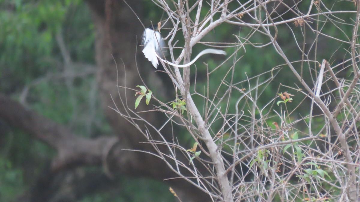 Indian Paradise-Flycatcher - ML637440952