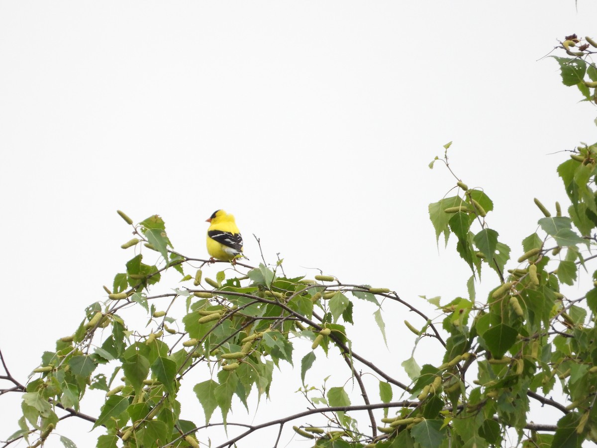 American Goldfinch - ML637440956