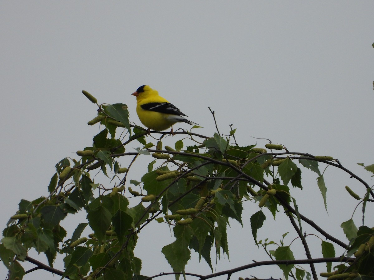 American Goldfinch - ML637440957