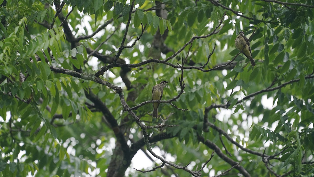 Piratic Flycatcher - ML637440971