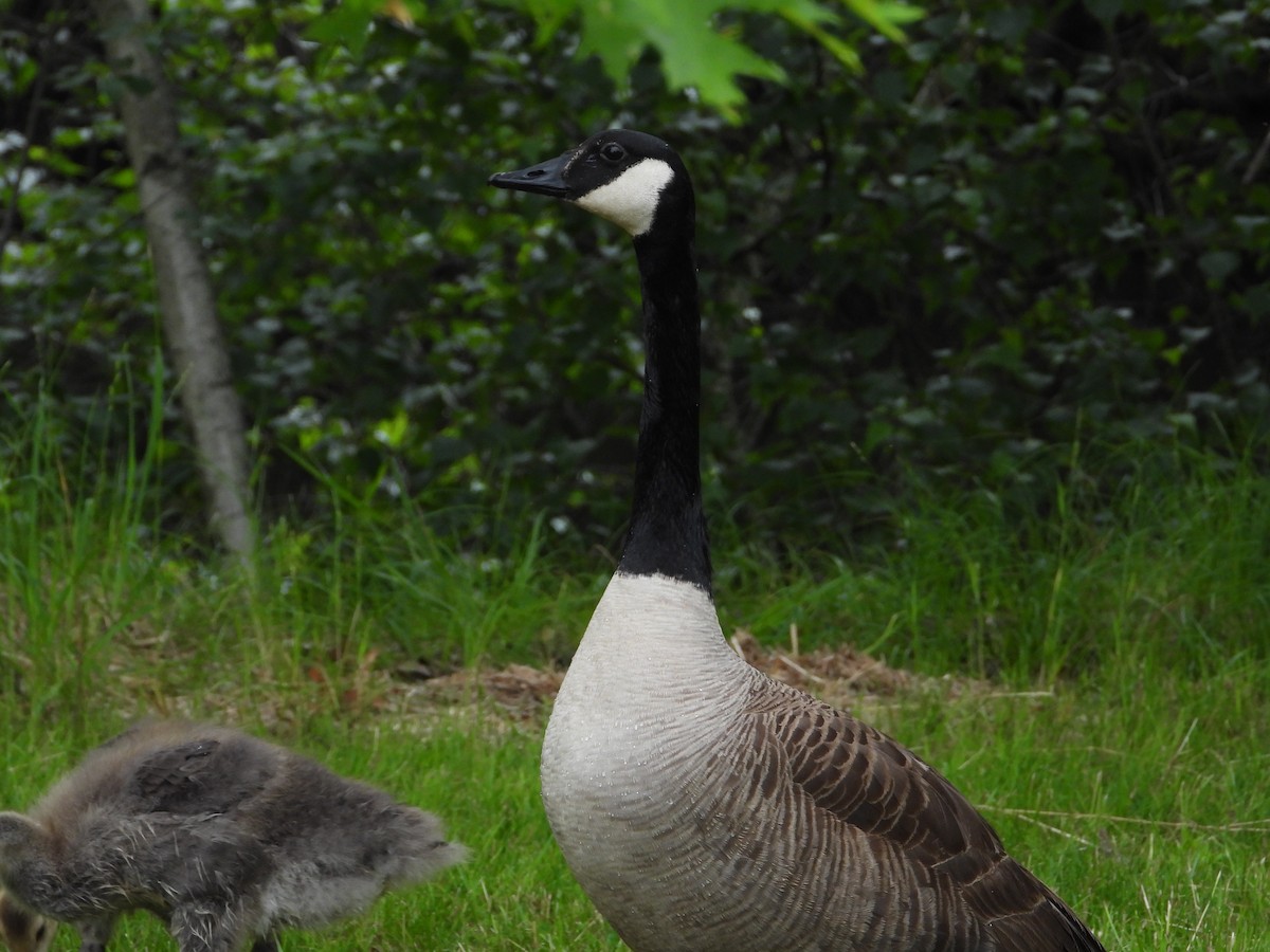 Canada Goose - ML637441004