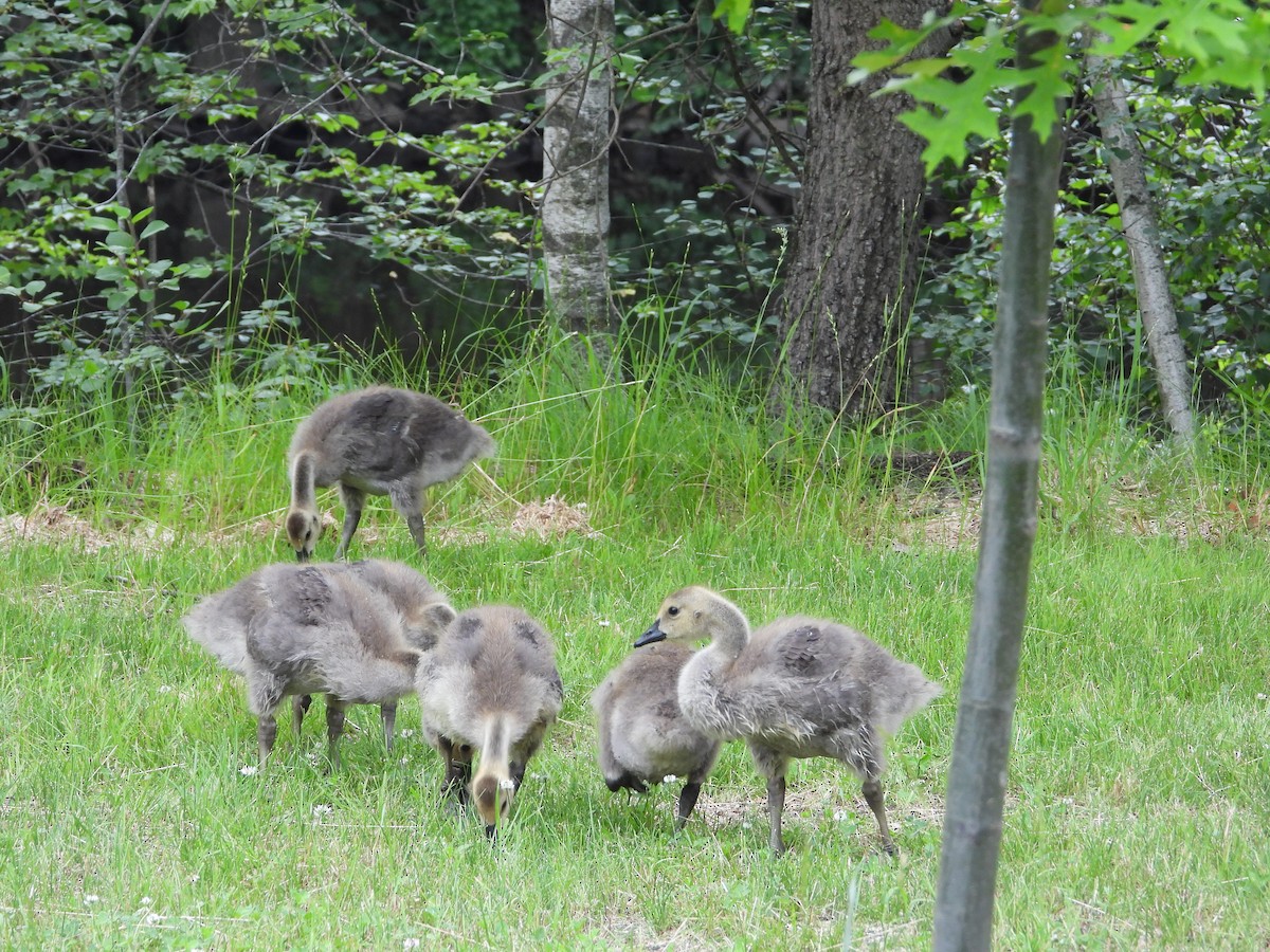 Canada Goose - ML637441006