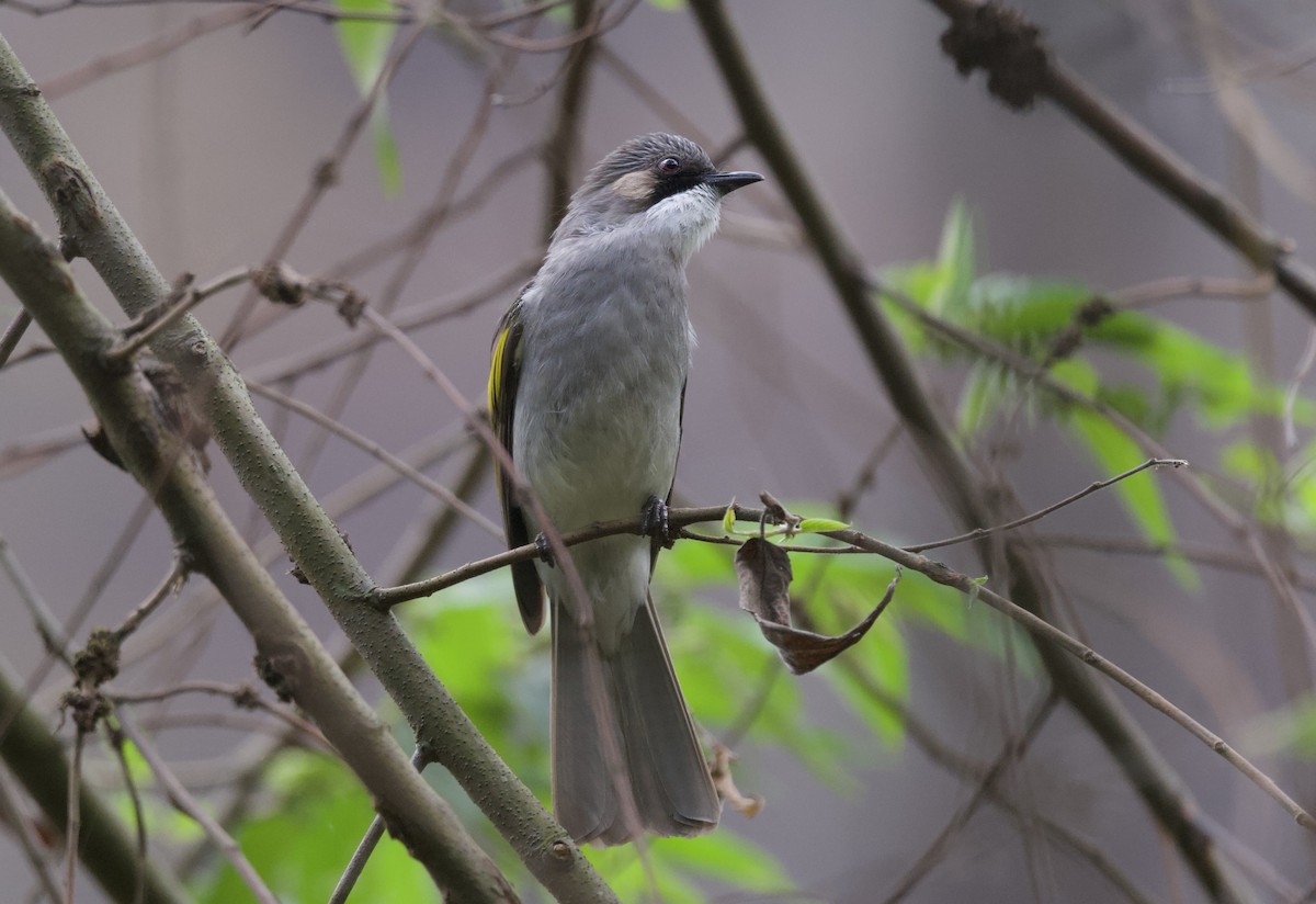 Ashy Bulbul - ML637441025