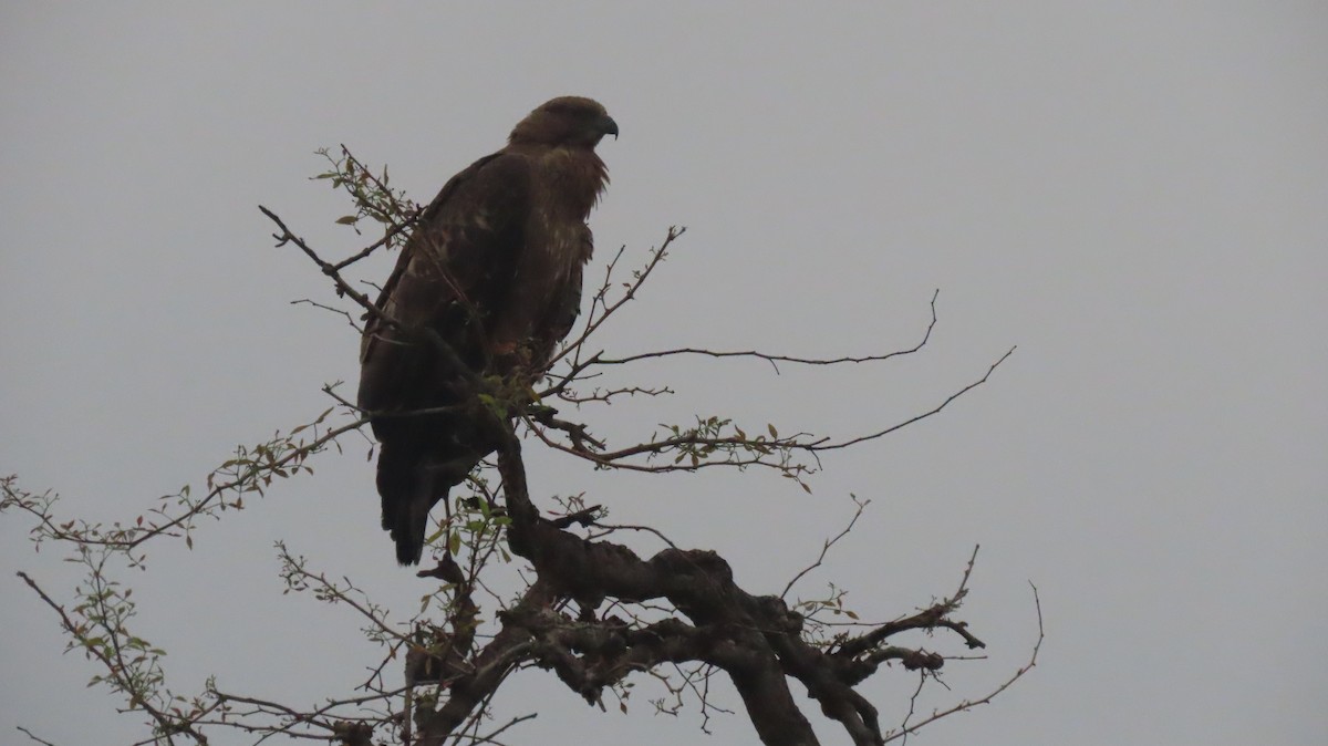 Pallas's Fish-Eagle - ML637441030