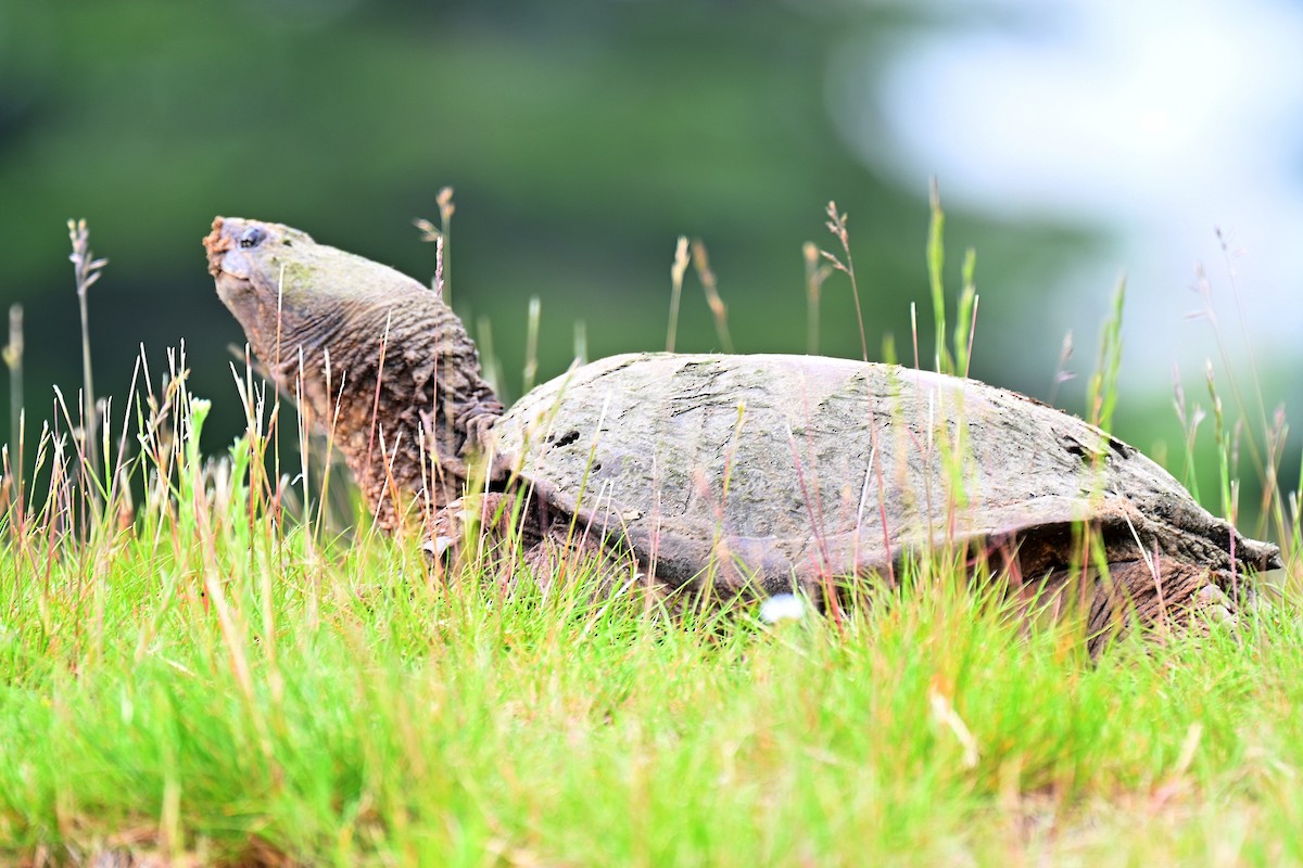 Snapping Turtles - ML637441040