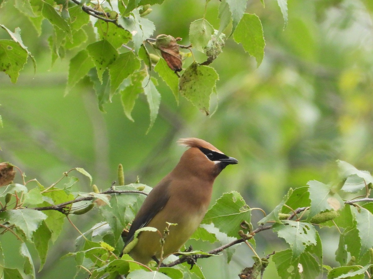 Cedar Waxwing - ML637441043