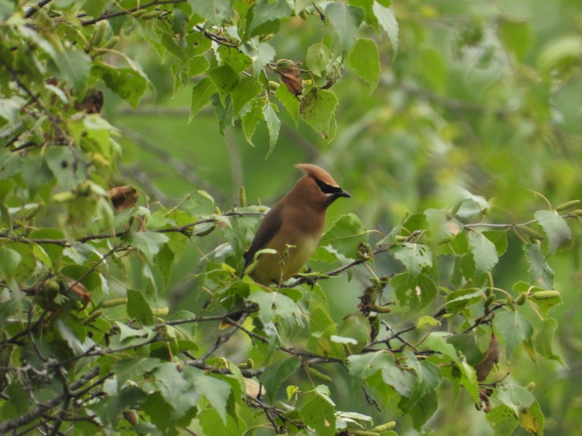 Cedar Waxwing - ML637441044