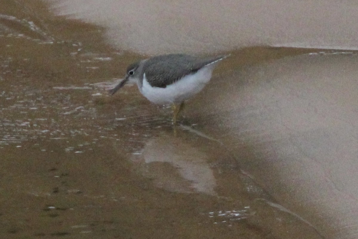 Spotted Sandpiper - ML637441071