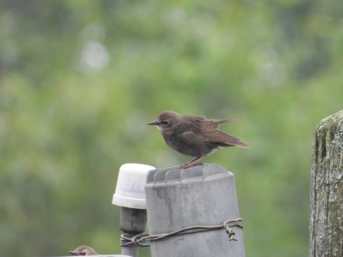 European Starling - ML637441095