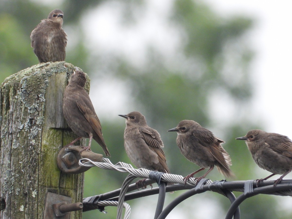European Starling - ML637441096