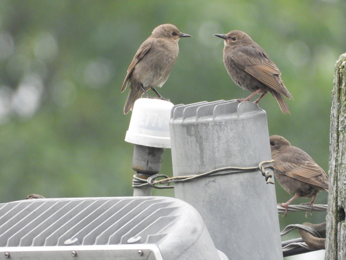 European Starling - ML637441097