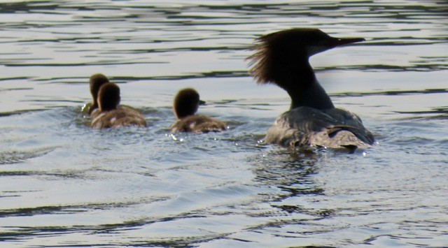 Common Merganser - ML637441101