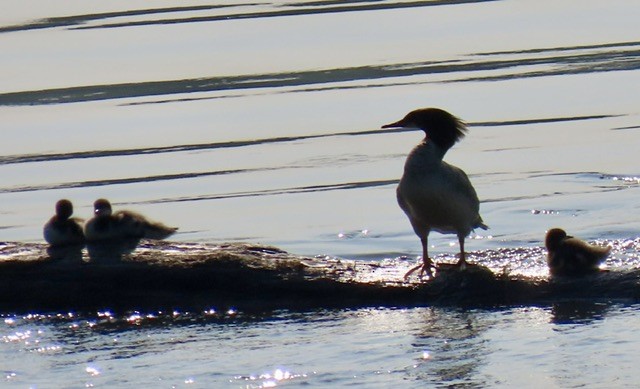 Common Merganser - ML637441102