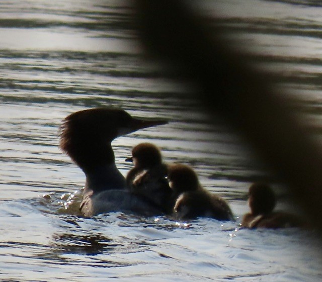Common Merganser - ML637441103