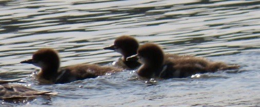 Common Merganser - ML637441104