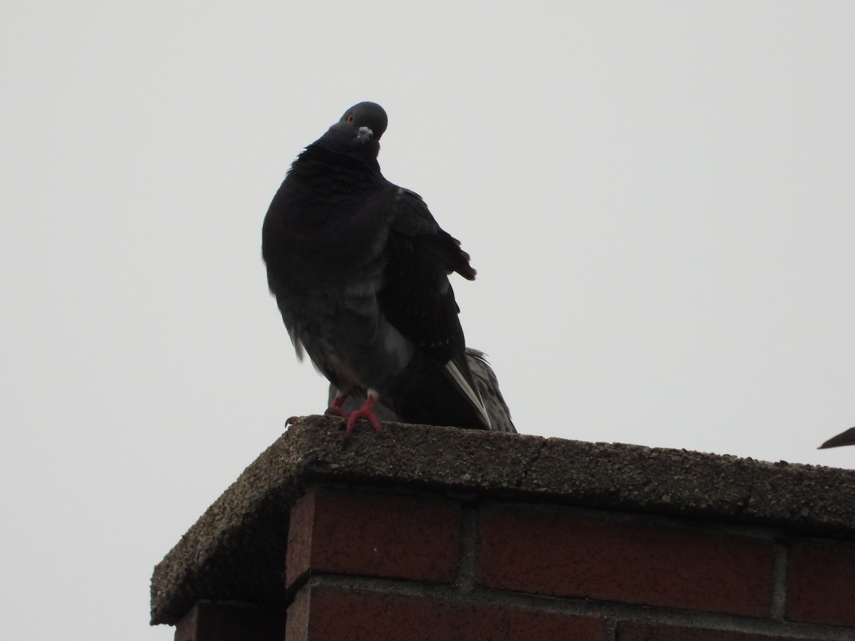 Rock Pigeon (Feral Pigeon) - ML637441113