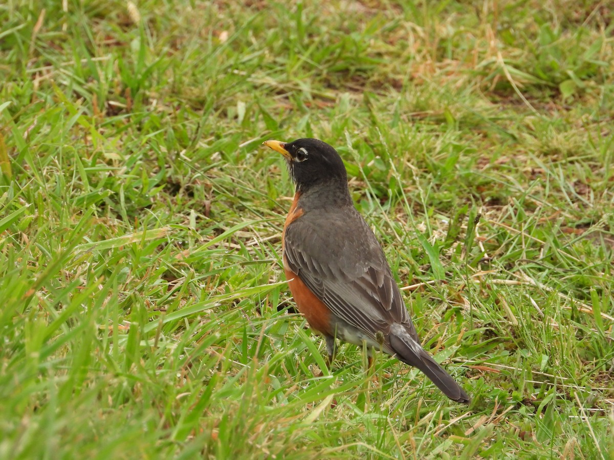 American Robin - ML637441133