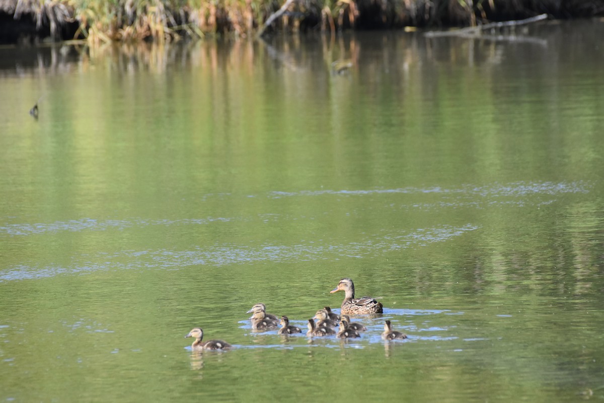 kachna divoká - ML637441163