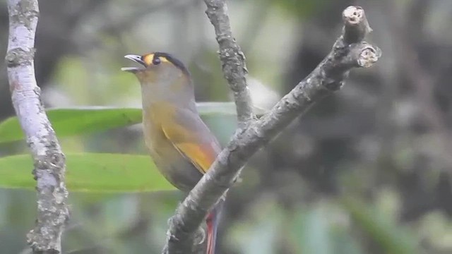Bugun Liocichla - ML637441172
