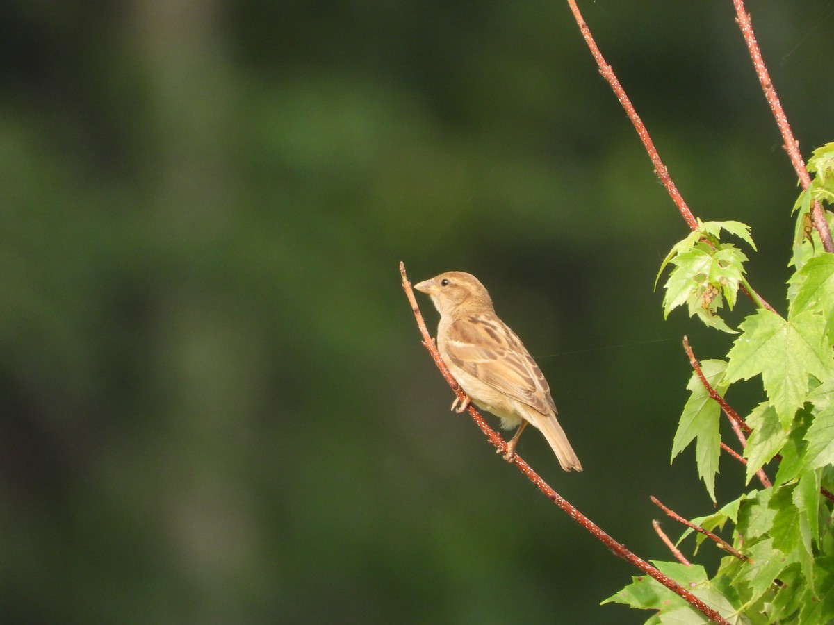 House Sparrow - ML637441230