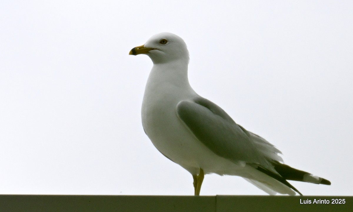 Ring-billed Gull - ML637441232