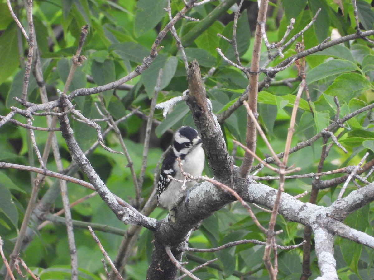 Downy Woodpecker - ML637441240