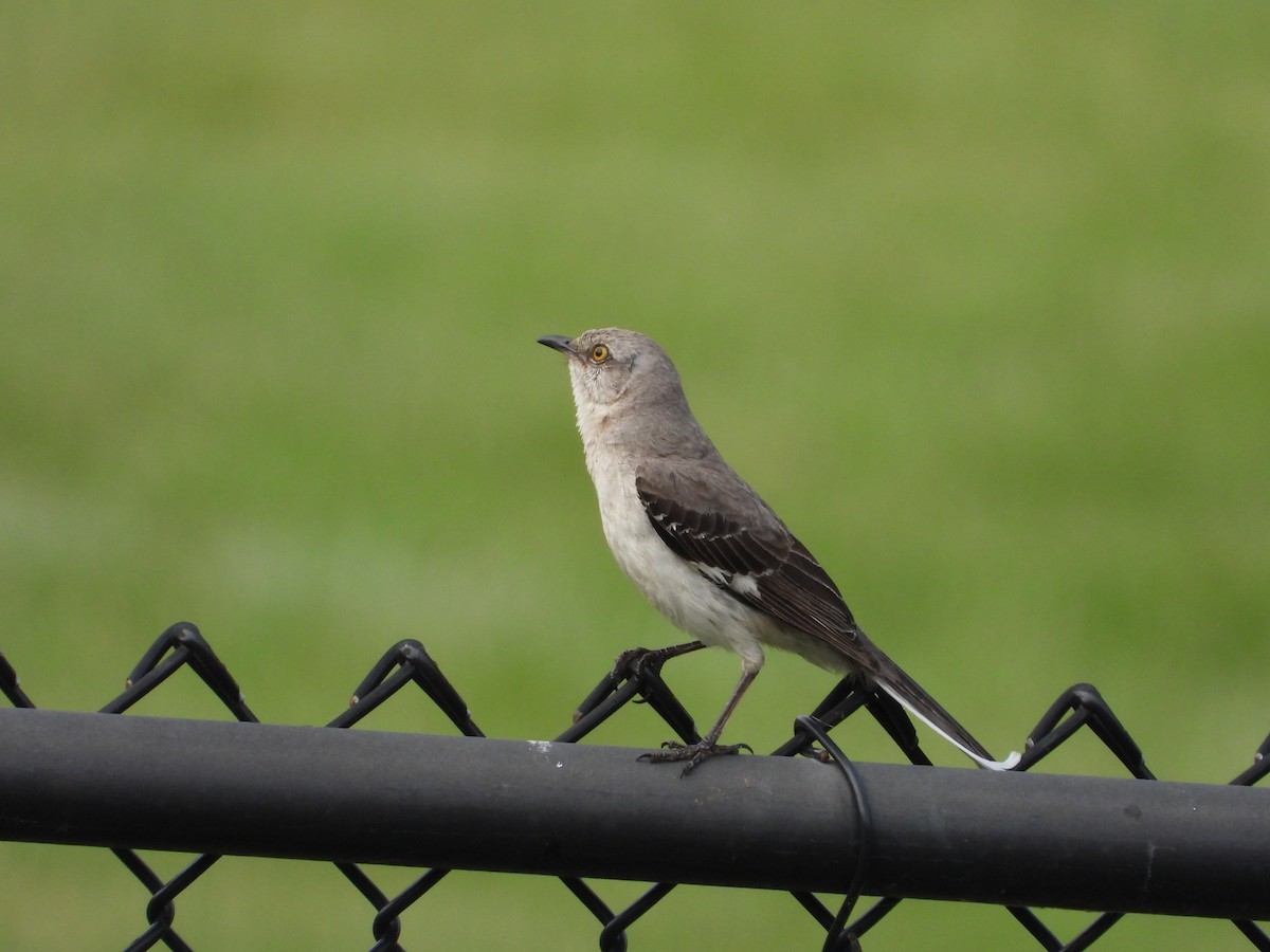 Northern Mockingbird - ML637441282
