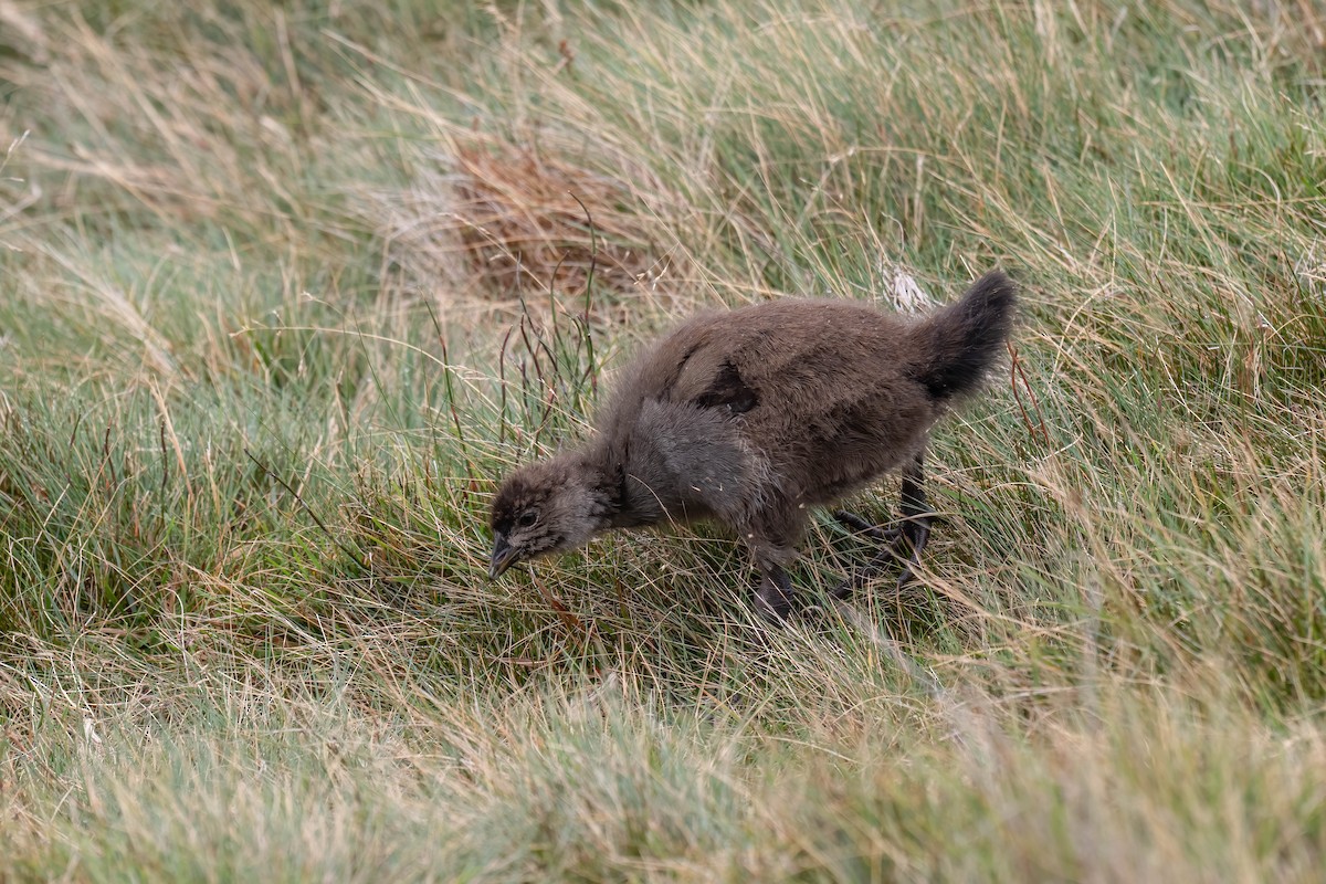 Tasmanian Nativehen - ML637441303