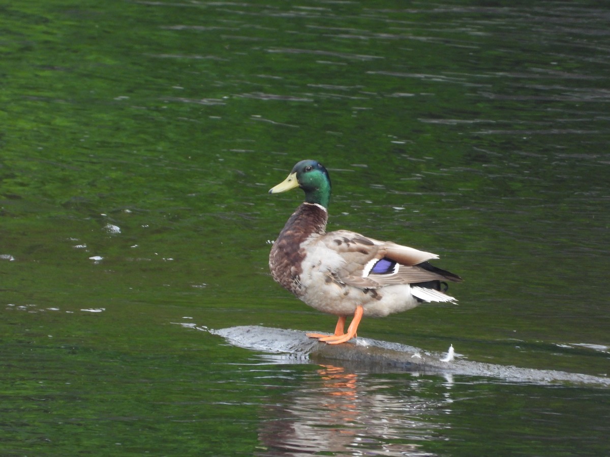 Mallard - ML637441321