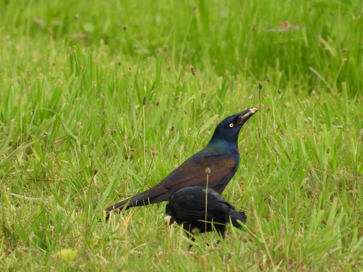 Common Grackle - ML637441362