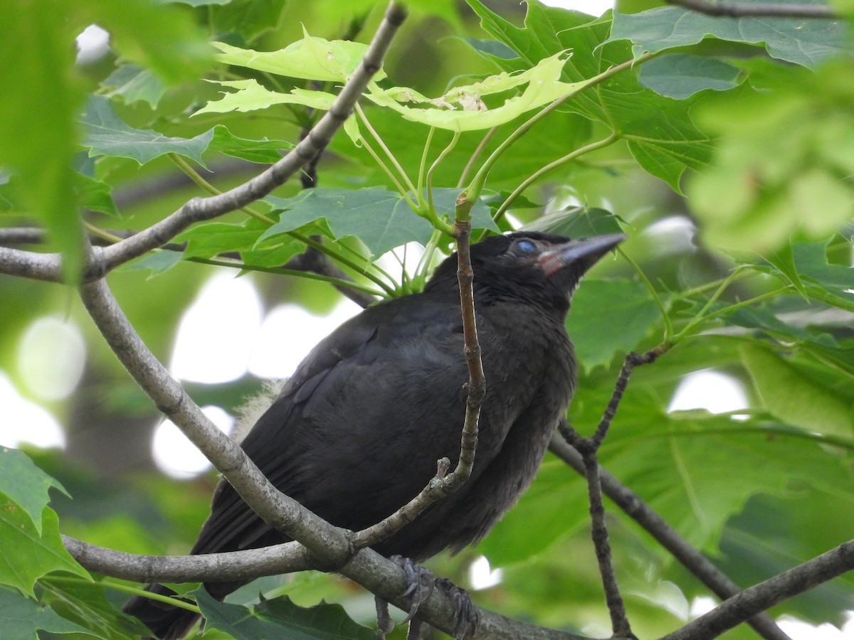 Common Grackle - ML637441363