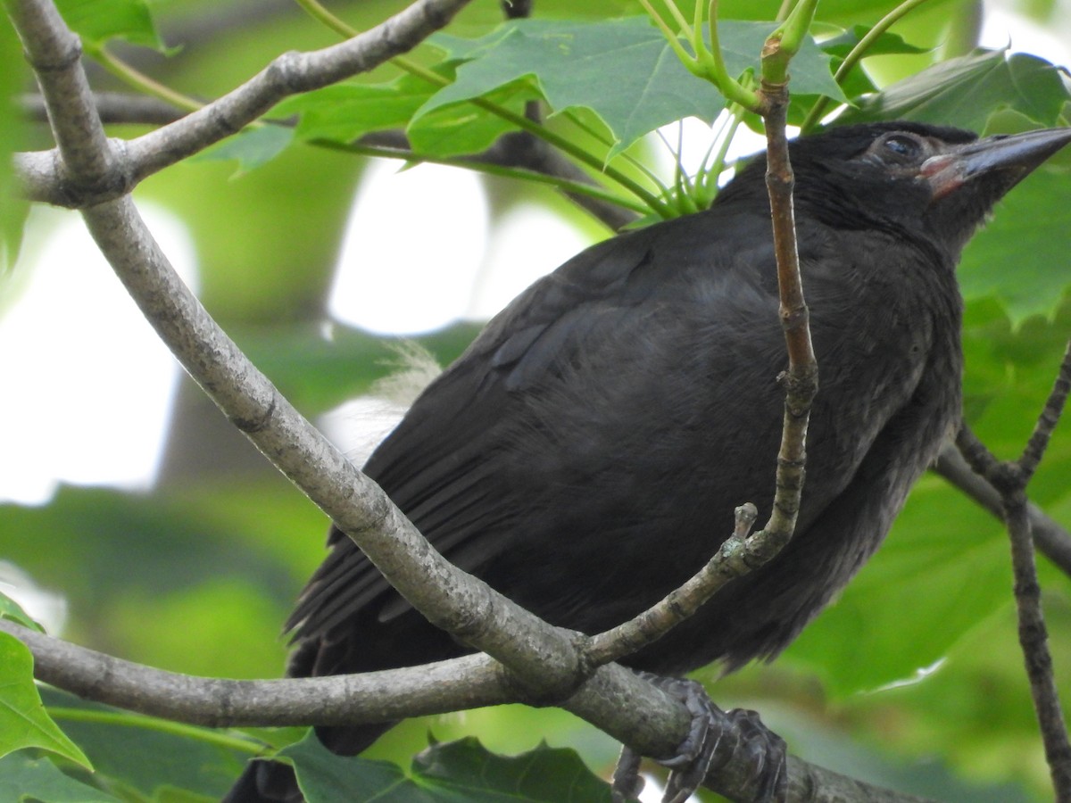 Common Grackle - ML637441365