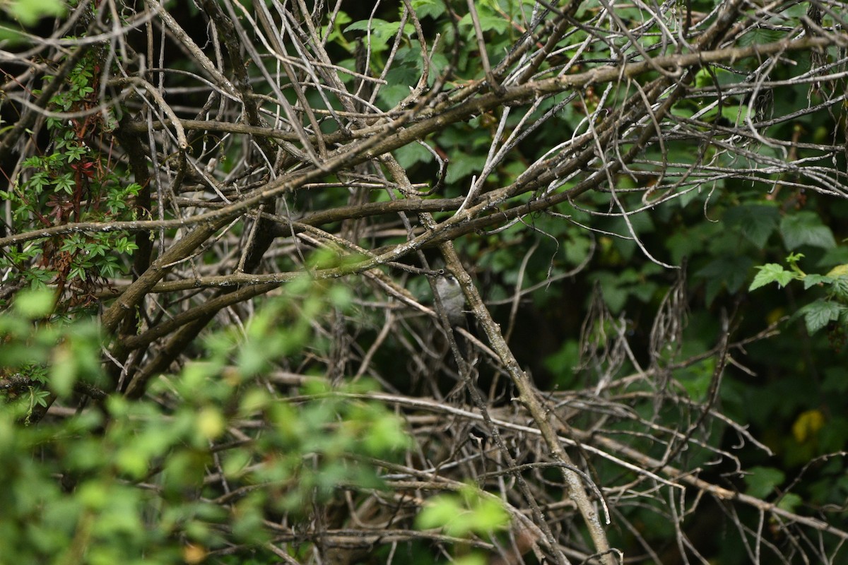 Rufous-capped Warbler - ML637441422