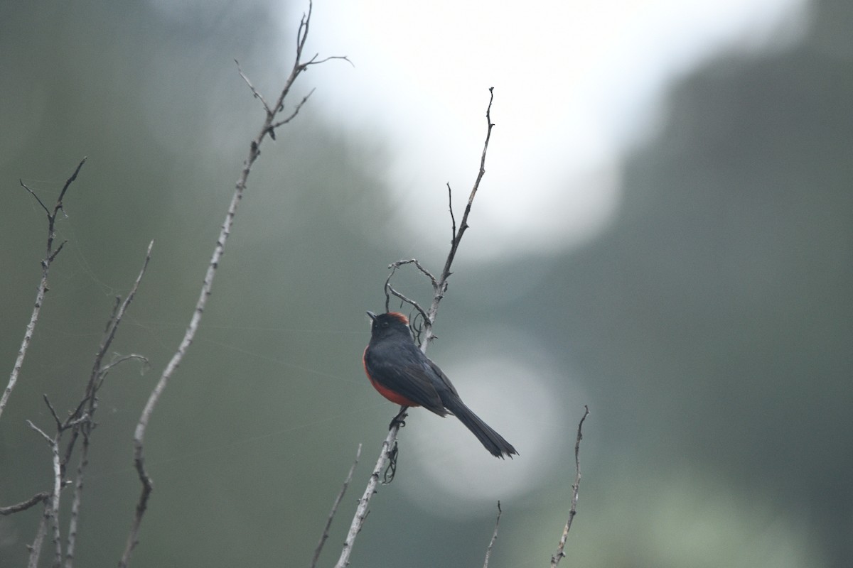 Slate-throated Redstart - ML637441439
