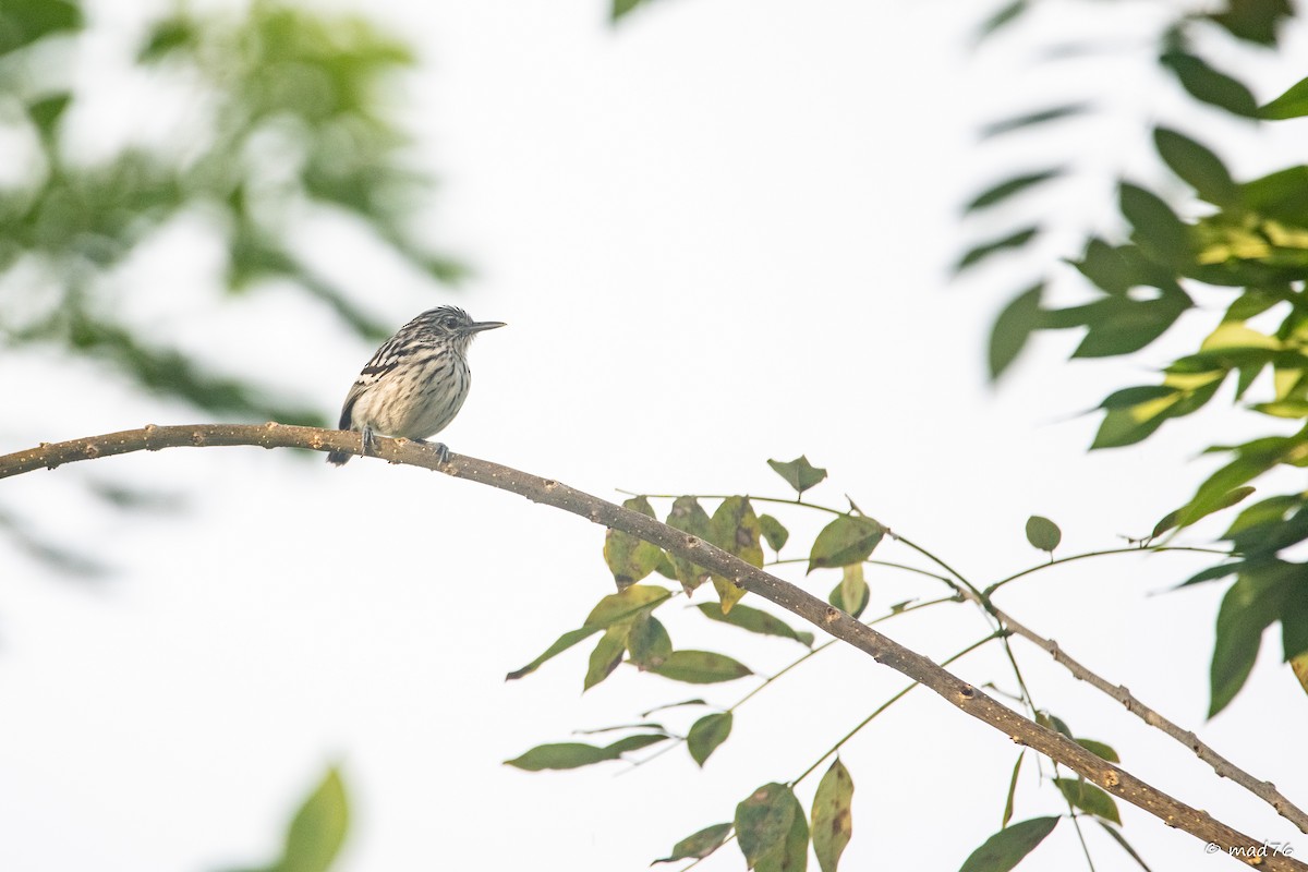 Pacific Antwren - ML637441474