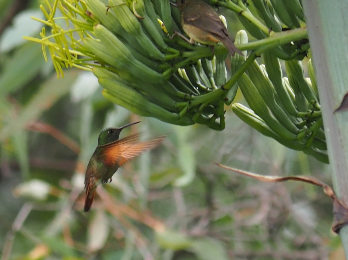 Berylline Hummingbird - ML637441566