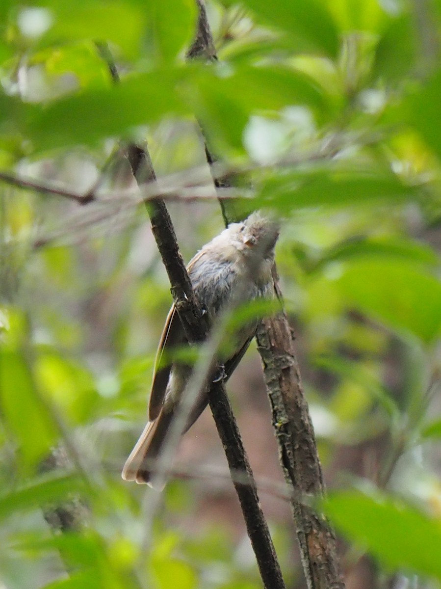 Greater Pewee - ML637441572