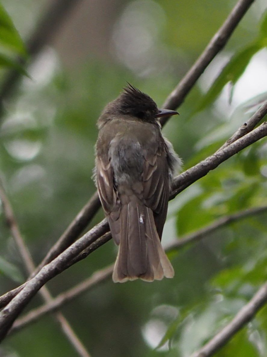 Greater Pewee - ML637441573
