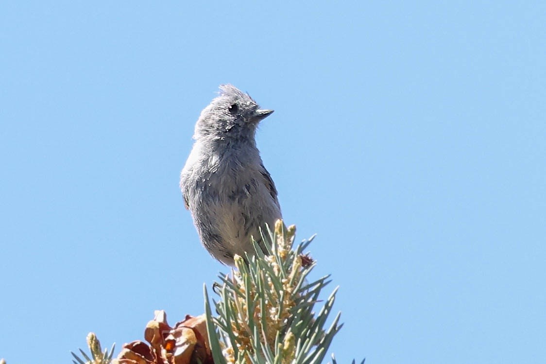 Juniper Titmouse - ML637441582