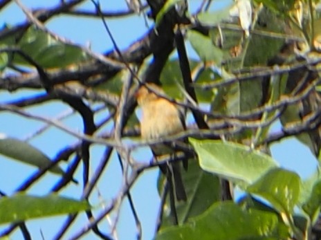 Buff-breasted Flycatcher - ML637441584