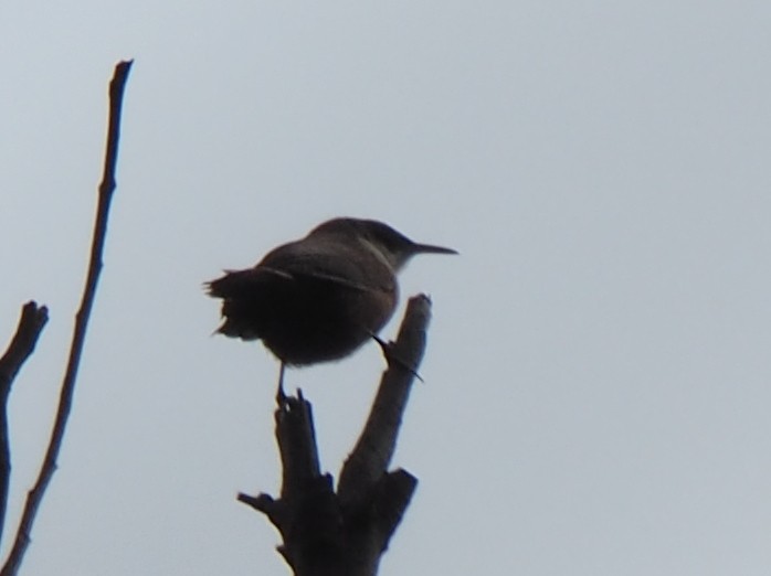 Canyon Wren - ML637441603