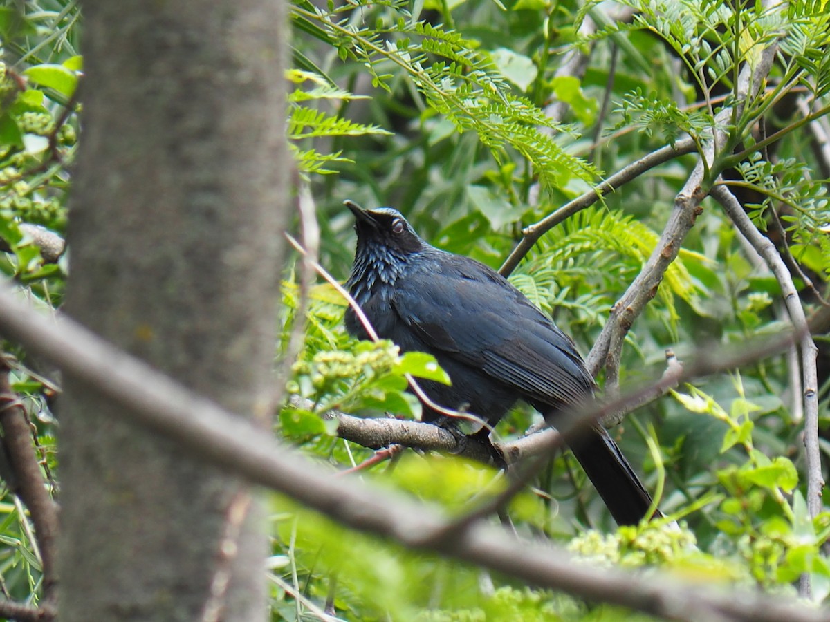 Blue Mockingbird - ML637441606