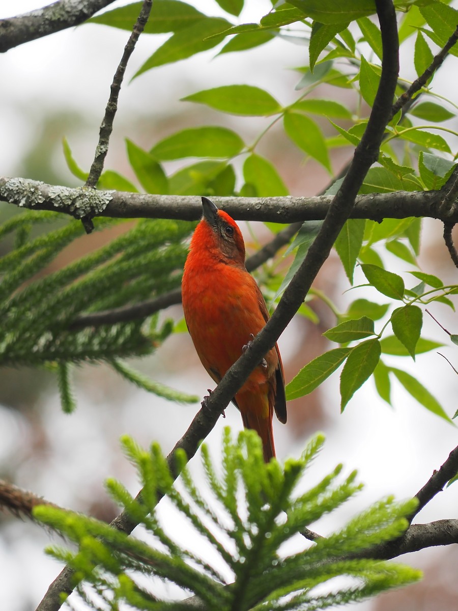 Hepatic Tanager - ML637441633