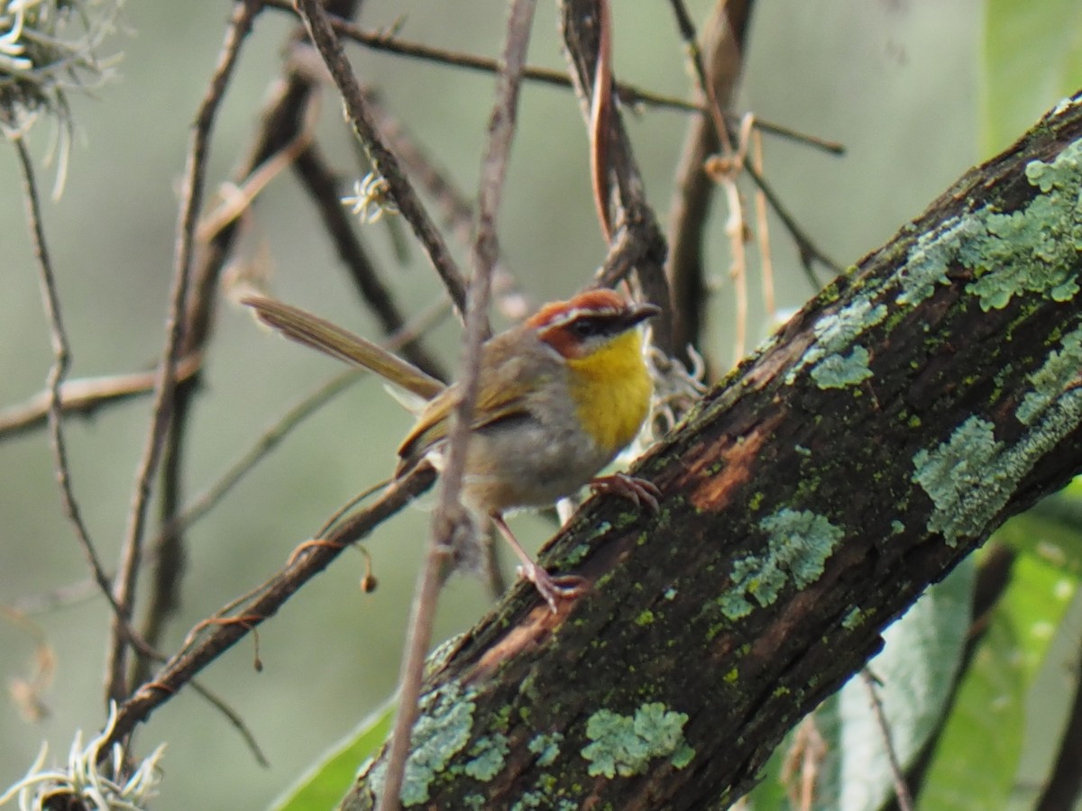 Rufous-capped Warbler - ML637441647